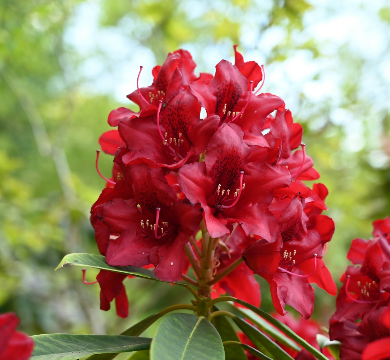 'Kluis Triumph'